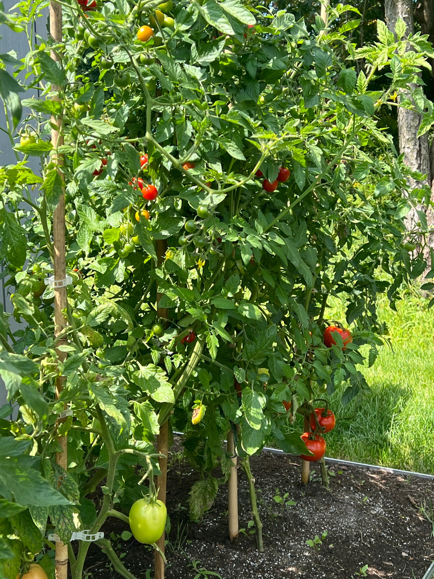Mon potager a été généreux avec moi cette année (2026)